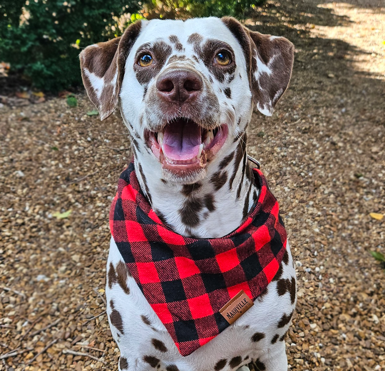 Buffalo Plaid